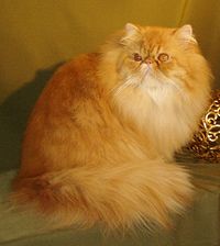 Perser-Katze Bild